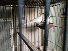 blue pied breeder pair