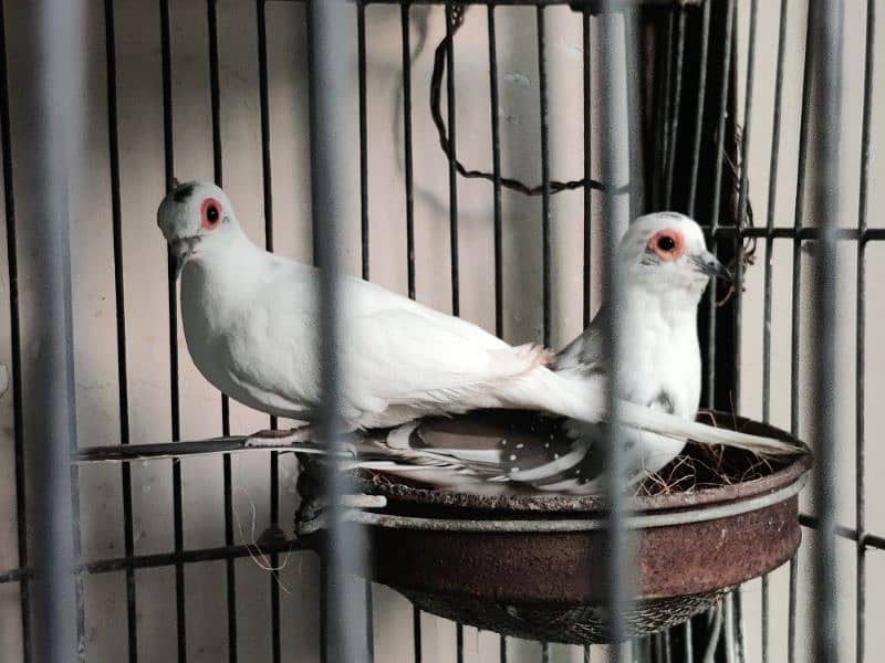 blue pied breeder pair 1