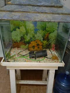 Fish aquarium for sale