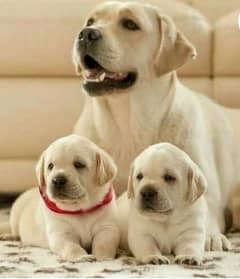 Labrador puppies 03429703700