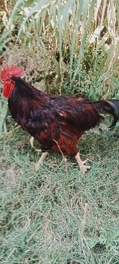 Rir heritage breeder male