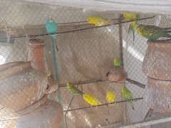 Australian parrots red eyes for sale