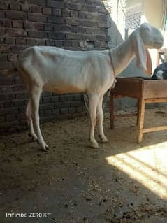 Bakri Bakra sath Two bacha