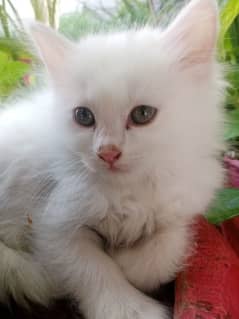 Persian cat 0