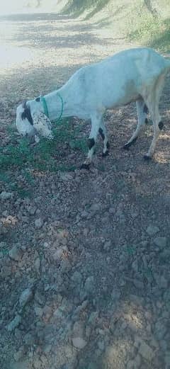 beetal bakri for sale 2month confirm pregnant dhud khushk kr gai hy