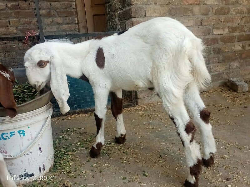 Bakri or Bakra 6