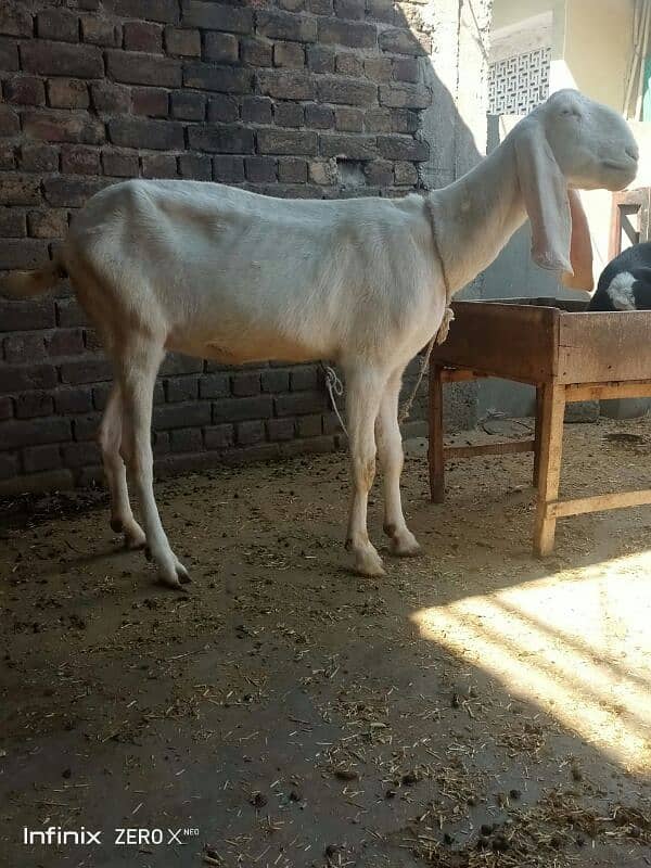 Bakri or Bakra 8