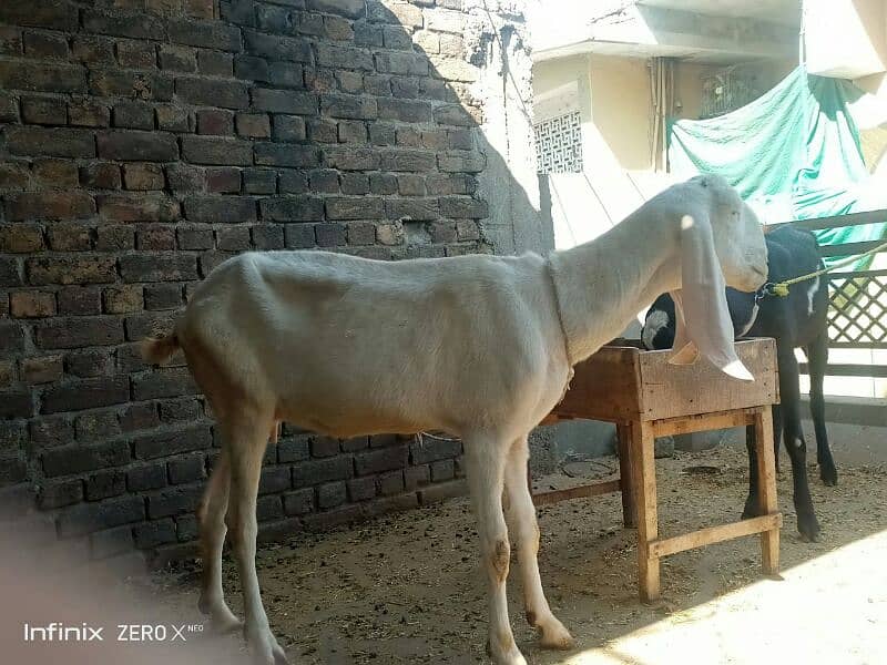 Bakri or Bakra 9