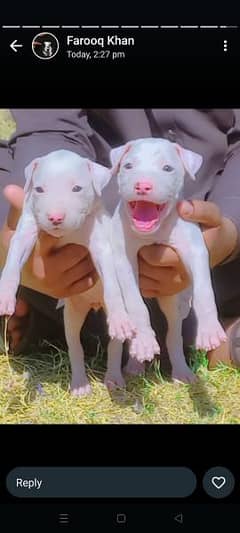 kohait gultair male and female age 2 month for sale available