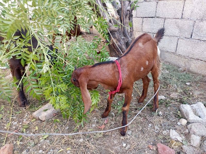 Male Goats babyes for sale 0