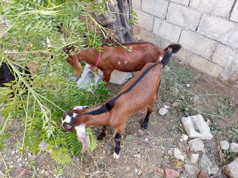 Male Goats babyes for sale 1