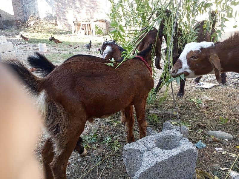 Male Goats babyes for sale 2