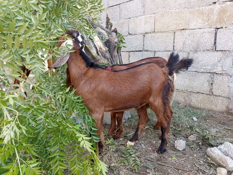 Male Goats babyes for sale 3