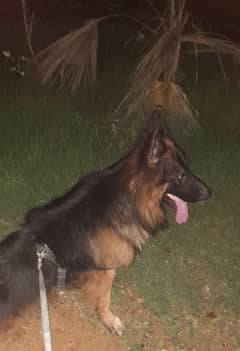 Pink Pedigree long coat german shepherd male for stud