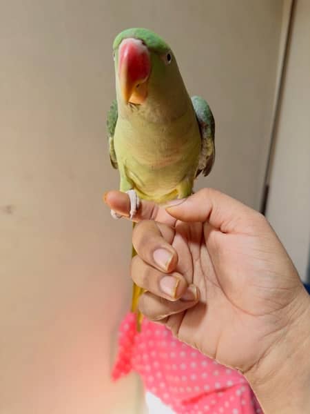 Taking Raw parrot 0