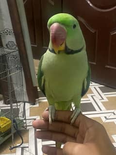 pahari parrot talking