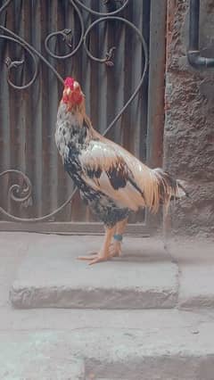 Beautifull Aseel java hens