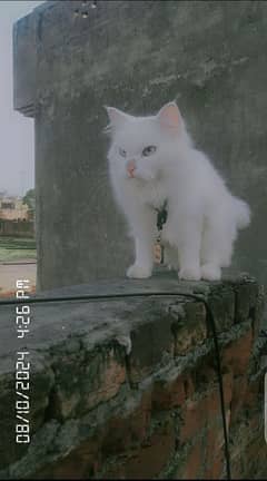 Persian Cat Male Double Coat