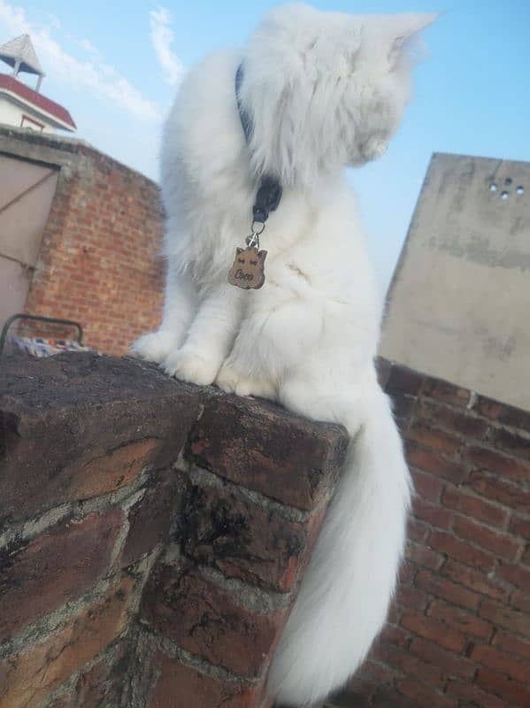 Persian Cat Male Double Coat 5