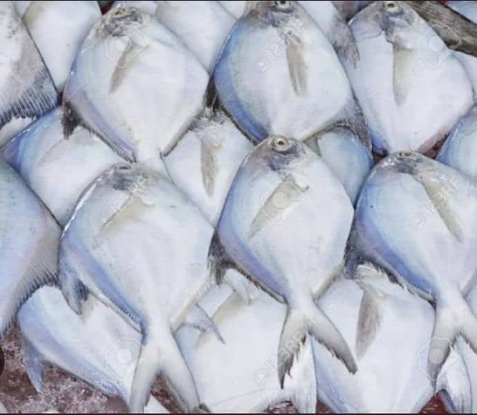 Paplet Machi Paplet Fish pomfret Fish Fresh 0