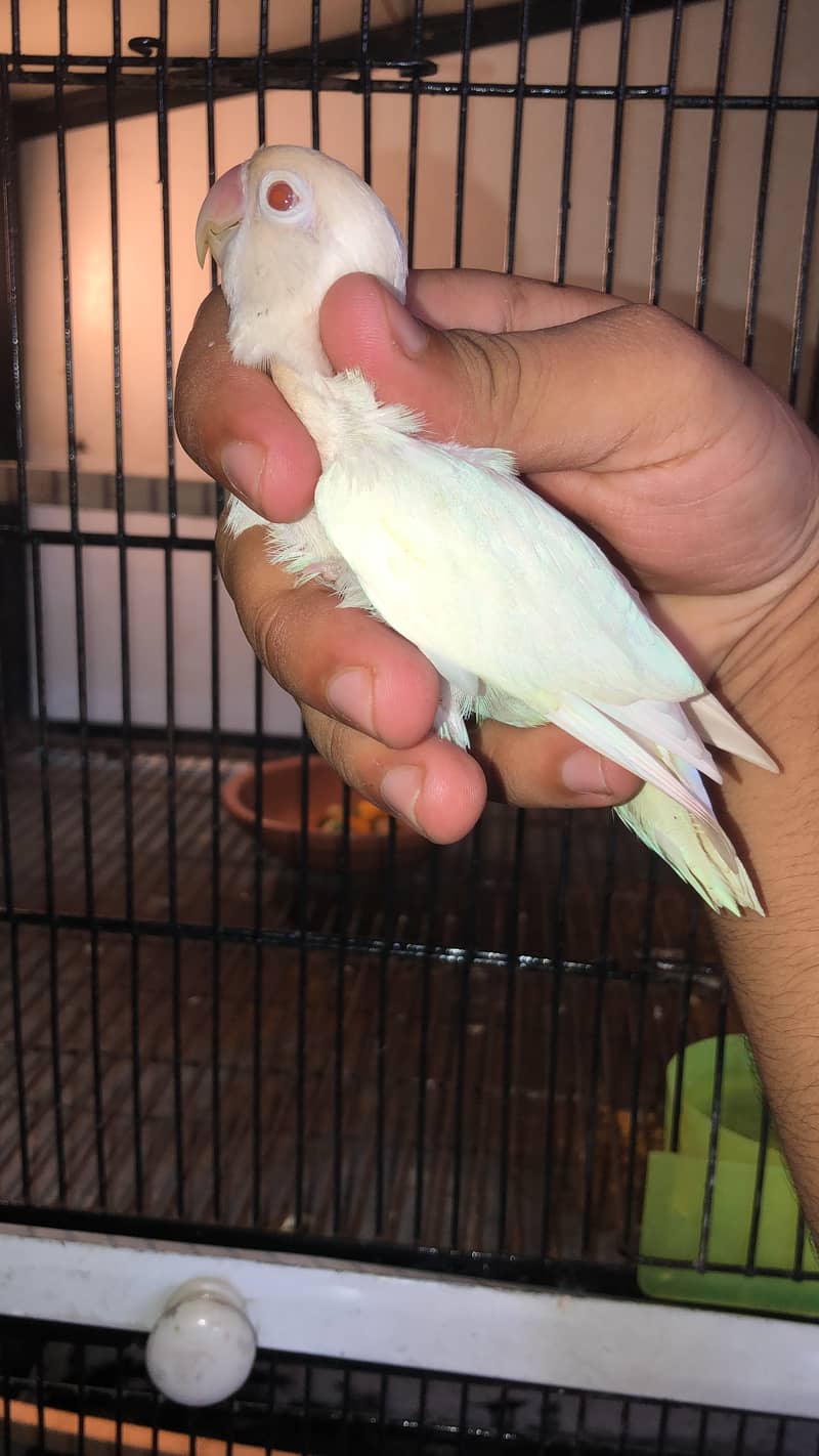 Albino Red eye + Creamino 2