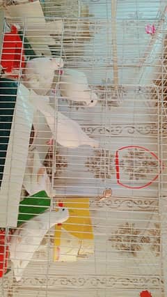 white dove /khumray for sale( خومرے فار سے)