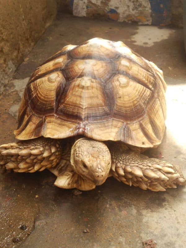 big tortoise 0/3/1/7/2/5/7/4/7/2/1 1