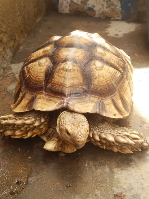 big tortoise 0/3/1/7/2/5/7/4/7/2/1 — photo 2