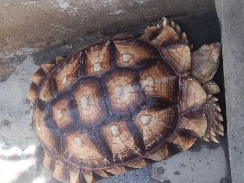 big tortoise 0/3/1/7/2/5/7/4/7/2/1 — photo 3
