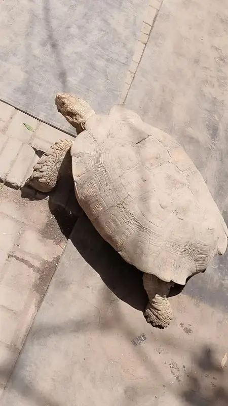 big tortoise 0/3/1/7/2/5/7/4/7/2/1 — photo 4