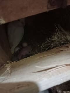 blue fishri male Eno female with one chick and bajri pairs