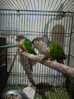 one pair conure parrot 0