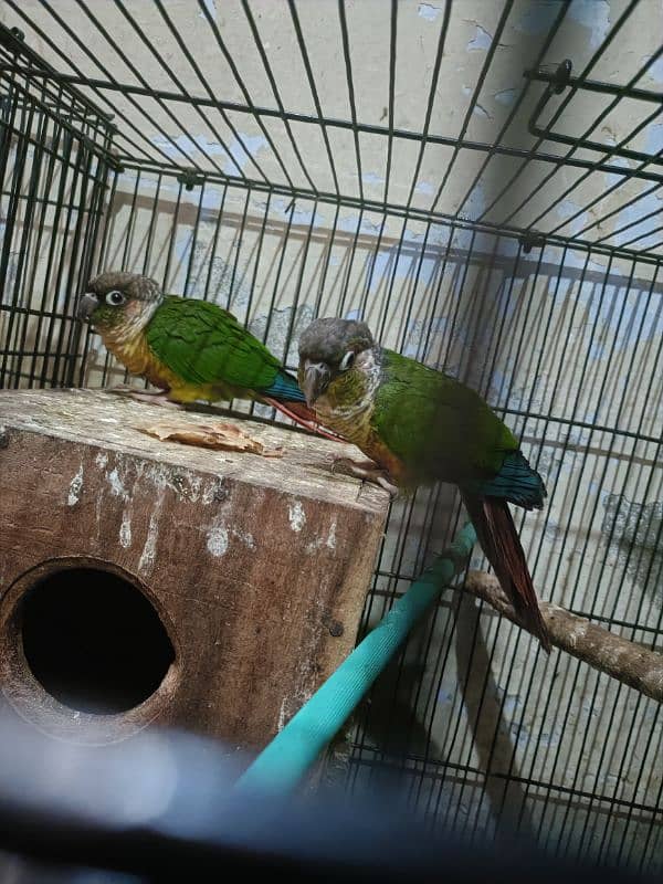 one pair conure parrot 1