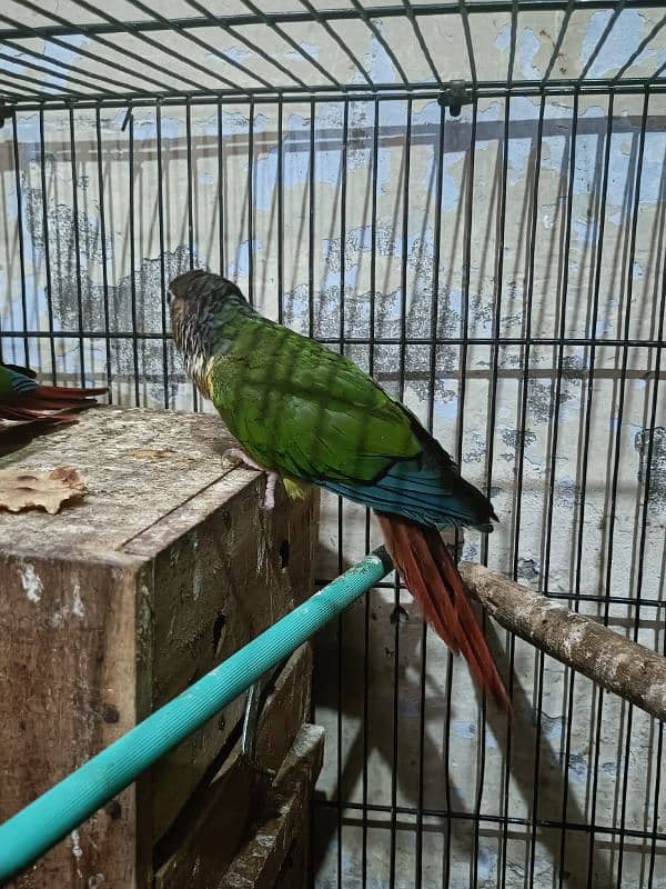 one pair conure parrot 2