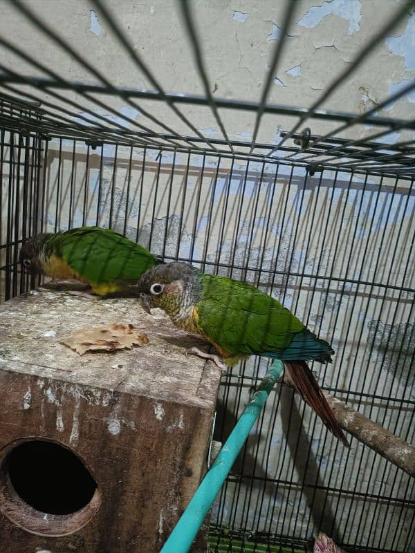 one pair conure parrot 3