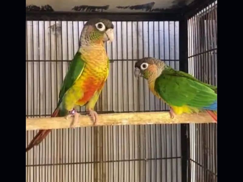 one pair conure parrot 4