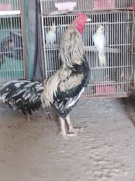 the best breeder male and good weight and good hight. 03413803548 call 1