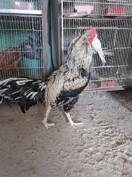 the best breeder male and good weight and good hight. 03413803548 call 2