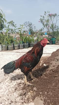 Aseel patha zero size beautiful bird for sale