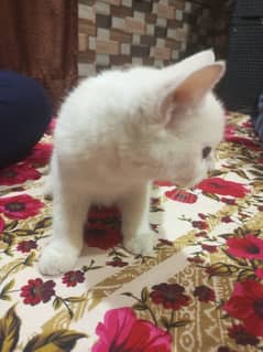 Persian Cat For Sale 0