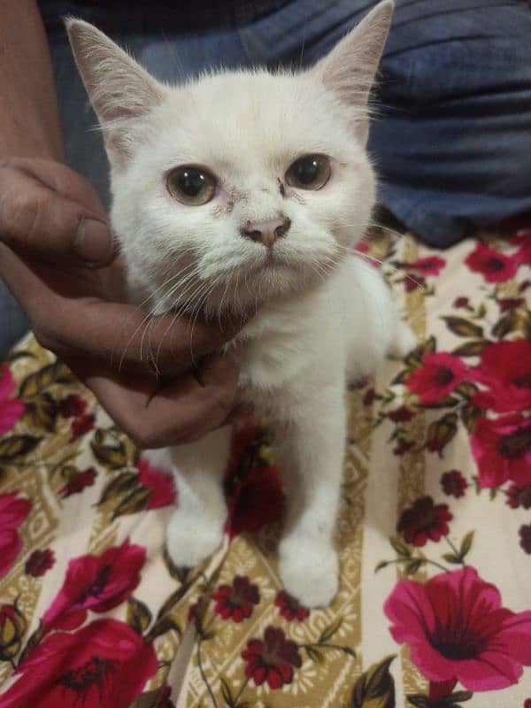 Persian Cat For Sale 3