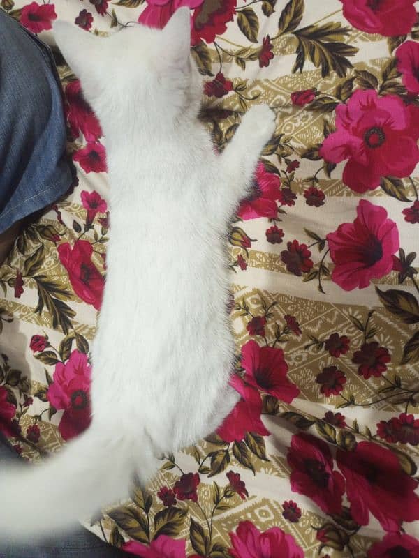 Persian Cat For Sale 4