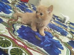 Persian kittens Triple coated