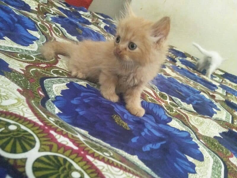 Persian kittens Triple coated 0