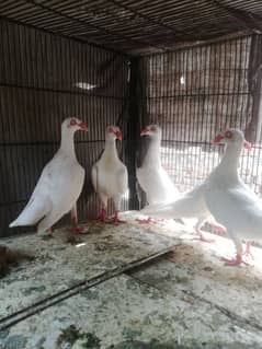 white Danish breeder paire for sale