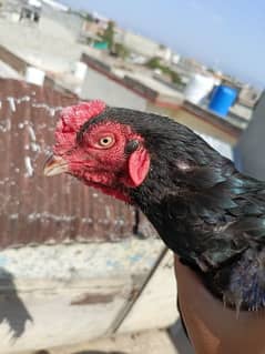 Aseel hens for sale