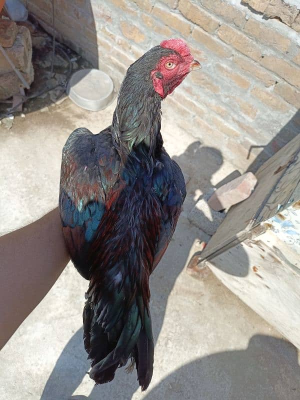 Aseel hens for sale 2