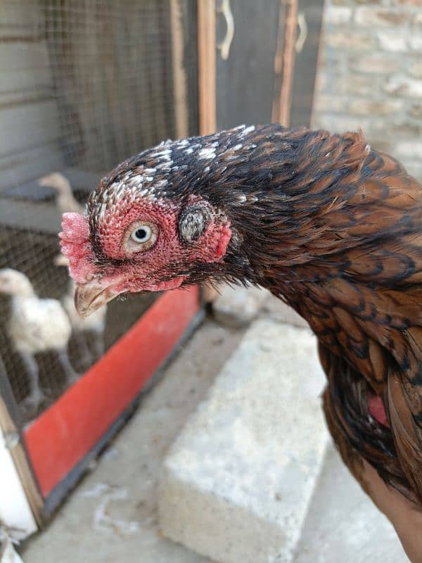 Aseel hens for sale 4