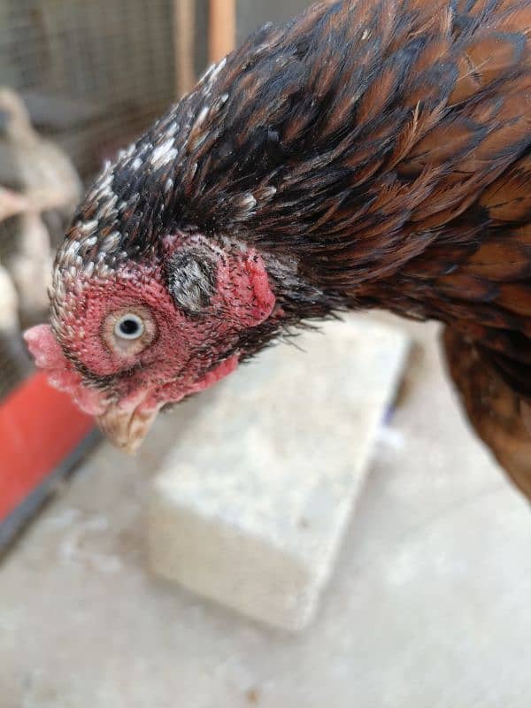 Aseel hens for sale 5