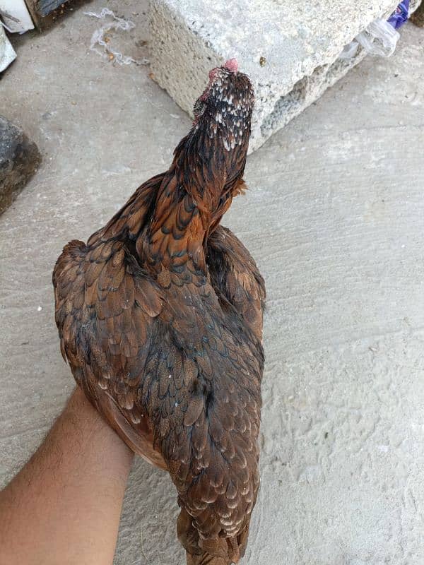 Aseel hens for sale 6